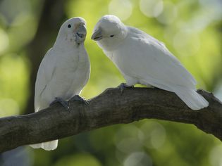 Goffin's Cockatoos