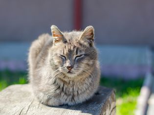 Cat tucking paws