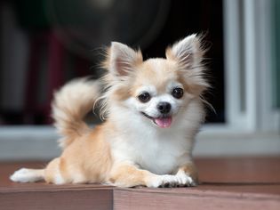 Longhaired Chihuahua