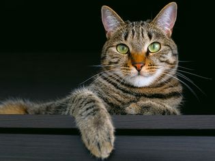 domestic tabby cat