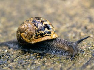 Snail crawling on the ground.
