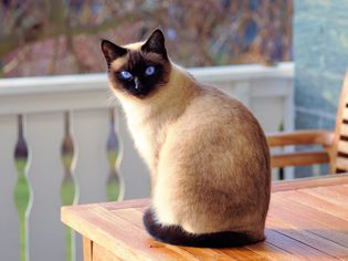 Siamese cat sitting on a table 