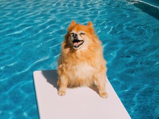 Panting dog