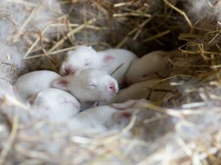 White baby rabbits in a nest