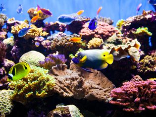 saltwater aquarium