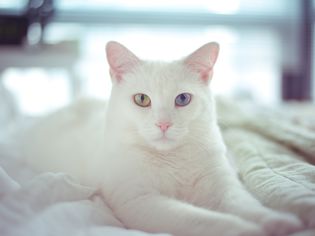 White cat with two different colored eyes
