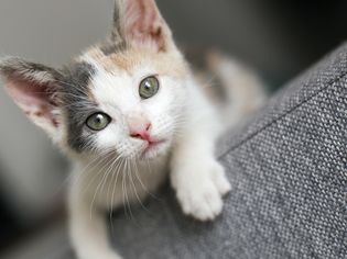 Female kitten