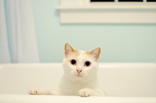 cat in the bathtub