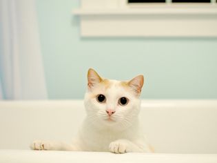 cat in the bathtub