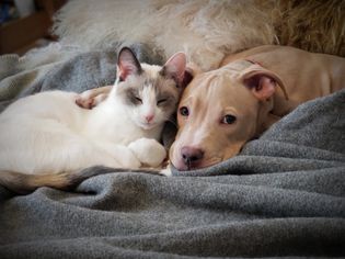 dog and cat seasonal depression in pets