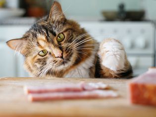 Cat steals food