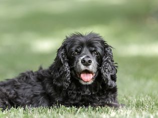 Senior cocker spaniel outside on grass