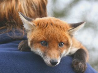 Red fox cub