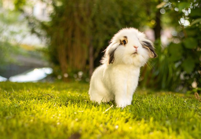 Rabbit outside in the grass and sunshine.