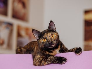 Tortoiseshell cat