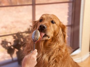 dog eating peanut butter