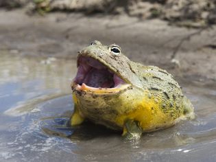 African bullfrog