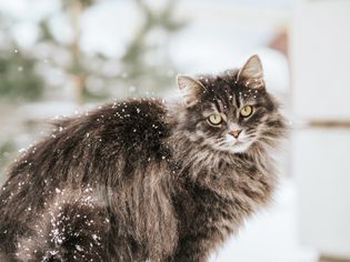 Fluffy gray cat outside in the snow