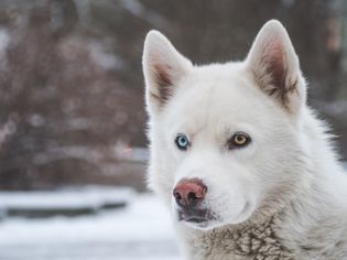 Close up of a Siberian Husky.