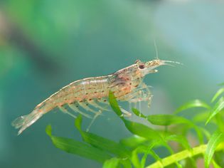 Amano shrimp sitting on a plant