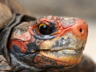 cherry head red-footed tortoise