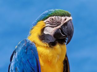 Blue and Gold Macaw