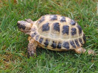 Horsefields tortoise.