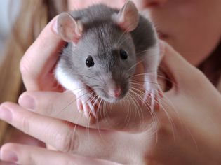 Pet rat being held