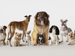 types of dog breeds