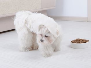 Maltese refusing to eat bowl of dry dog food.