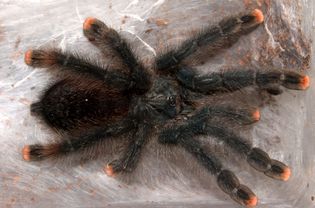 A pink toe tarantula on a web