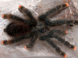 A pink toe tarantula on a web