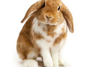 Lop-eared rabbit