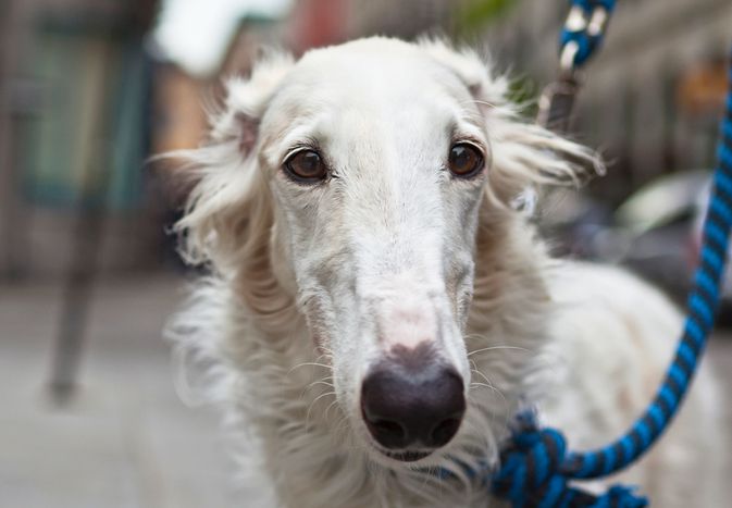 Tight, closeup shot of the Borzoi dog's face