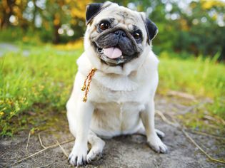 Happy pug