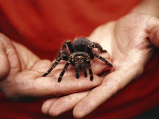Man holding pet Tarantula, focus on hands
