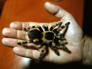 Tarantula in a hand
