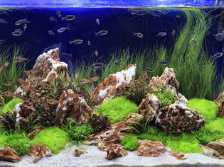 Aquascape aquarium