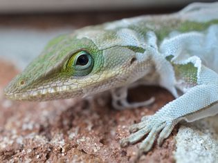 Green anole shedding.