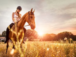 Horse and rider