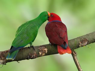 Eclectus Pair