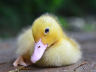 Duckling portrait