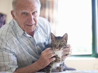 Tabby and white cat with senior male
