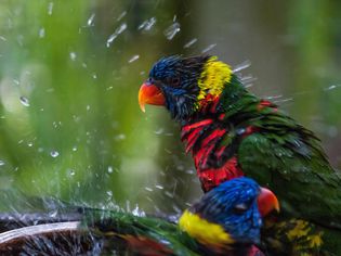 Lorikeets bathing