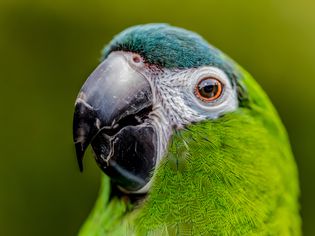 Hahn's Macaw