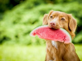Brown dog outside holding big slice of watermelon in his mouth.