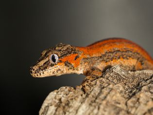 Gargoyle Gecko