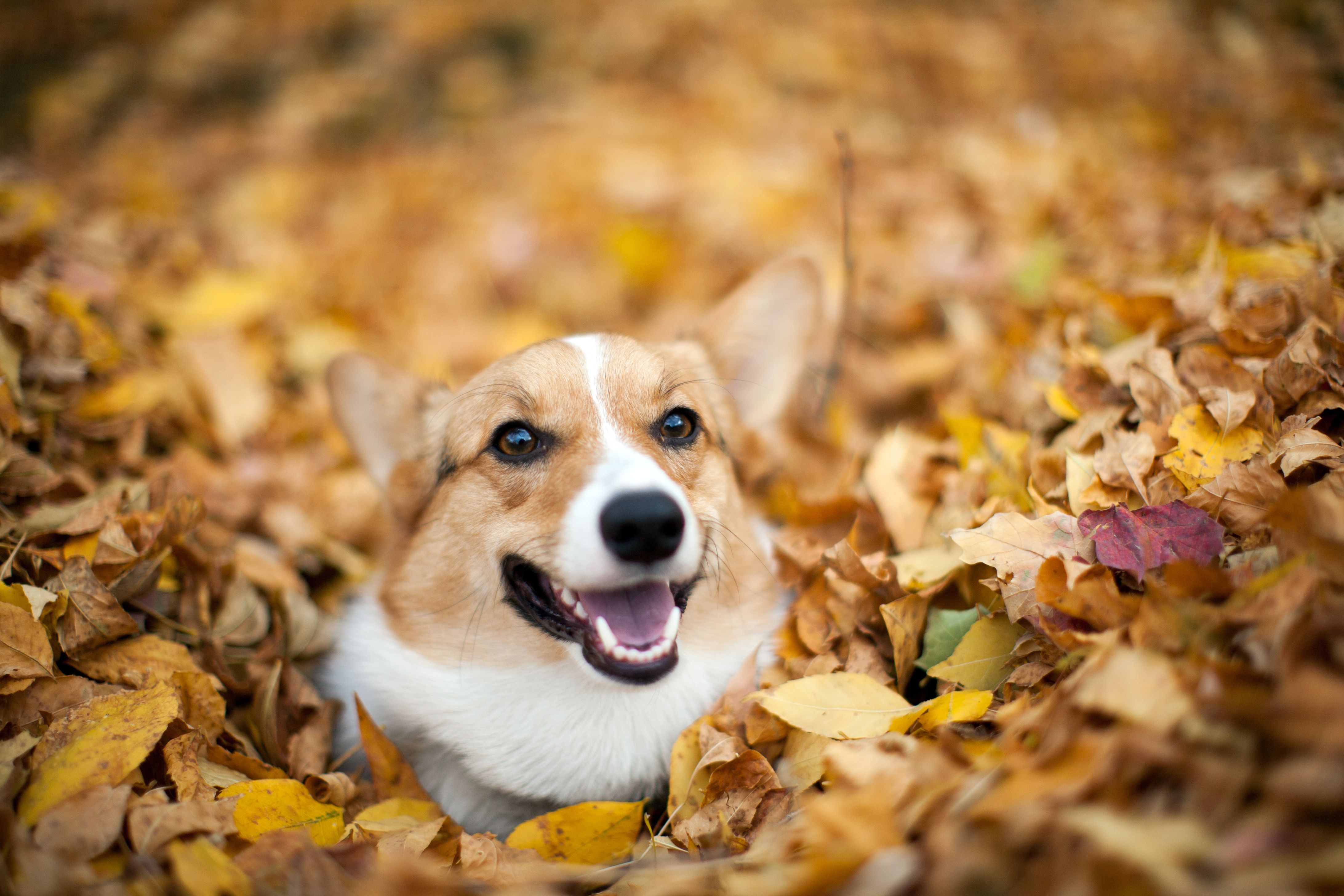 Dog autumn