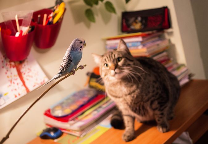 Tabby cat sitting on a desk staring at a blue parakeet