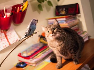 Tabby cat sitting on a desk staring at a blue parakeet